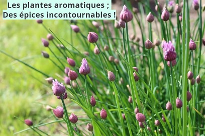 Les plantes aromatiques ; Des épices incontournables !